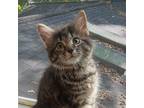 Adopt Kit Kat's Kitten: Joy a Brown or Chocolate Domestic Mediumhair / Mixed cat