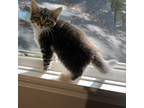 Adopt Kit Kat's Kitten: Chunky a Tortoiseshell Domestic Mediumhair / Mixed cat