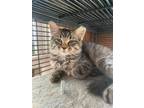 Adopt Purrcee a Gray, Blue or Silver Tabby Domestic Mediumhair (long coat) cat