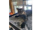 Adopt Bob a Gray, Blue or Silver Tabby Domestic Shorthair (short coat) cat in