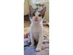 Adopt Sol a Gray, Blue or Silver Tabby Domestic Shorthair (short coat) cat in