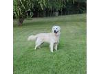 Adopt Simon a White Golden Retriever / Mixed dog in Troy, VA (39133691)