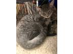 Adopt Graylee a Gray, Blue or Silver Tabby Domestic Shorthair / Mixed (short