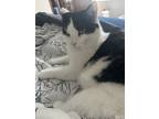 Adopt Coco a Black & White or Tuxedo American Shorthair / Mixed (short coat) cat