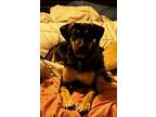 Adopt Roxy a Black - with Tan, Yellow or Fawn Australian Cattle Dog / Mixed dog