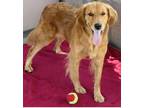 Adopt Bonnie a Red/Golden/Orange/Chestnut Golden Retriever / Mixed dog in Palos