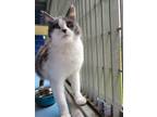 Adopt Cowcat a Domestic Shorthair / Mixed cat in Nanaimo, BC (39133607)