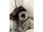 Adopt Belle a Black - with White Poodle (Standard) / Bichon Frise / Mixed dog in