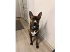 Adopt Titan a Brindle German Shepherd Dog / Husky / Mixed dog in Riverview