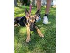 Adopt Chelsea a Black - with Tan, Yellow or Fawn German Shepherd Dog / Mixed dog