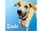 Adopt Slade a Pointer dog in Cortland, NY (39132066)