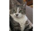 Adopt Lucy a Gray, Blue or Silver Tabby Domestic Shorthair / Mixed (short coat)