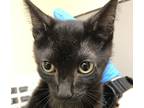 Adopt Salomon a Domestic Shorthair / Mixed cat in Spokane Valley, WA (39133468)