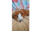 Adopt Amber a Orange Guinea Pig (short coat) small animal in Warren