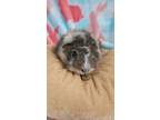Adopt Elsa a Multi Guinea Pig (long coat) small animal in Warren, MI (39133422)