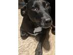 Adopt Morty a Black - with White Labrador Retriever / Dachshund / Mixed dog in