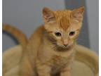 Adopt O'Crowley a Orange or Red Tabby Domestic Shorthair / Mixed (short coat)