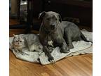 Adopt Ceniza a Brindle Mastiff / American Pit Bull Terrier / Mixed dog in