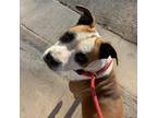 Adopt Arizona a Brown/Chocolate Boxer / Mixed dog in Abilene, TX (39129362)