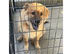 Adopt Simba a Red/Golden/Orange/Chestnut Chow Chow / Mixed dog in Columbus