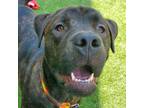 Adopt Gus a Brindle Labrador Retriever / Shar Pei / Mixed dog in Chattanooga