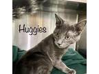 Adopt Huggies a Gray or Blue Domestic Shorthair / Mixed cat in Madisonville