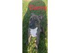 Adopt Danny (Flea Market Puppies) a Brindle Boxer / Pit Bull Terrier / Mixed dog
