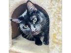 Adopt Midnight a All Black Domestic Shorthair / Mixed cat in Canastota