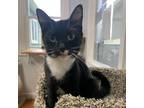 Adopt Coco a All Black Domestic Shorthair / Mixed cat in Canastota