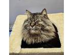 Adopt Gracie a Brown or Chocolate Maine Coon / Mixed cat in Canastota