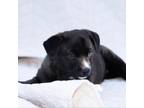 Adopt Little Potato a Black Terrier (Unknown Type, Small) / Mixed dog in