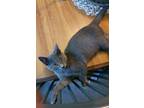 Adopt Charlie 2 a Gray or Blue Domestic Shorthair / Mixed cat in Phillipsburg
