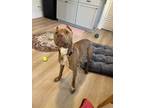 Adopt Gia a Brown/Chocolate - with White American Pit Bull Terrier / Mixed Breed