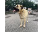 Adopt Rubble a Tan/Yellow/Fawn Anatolian Shepherd / Mixed Breed (Large) / Mixed