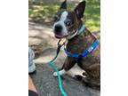 Adopt Milo a Brindle Boston Terrier / Mixed dog in Harrison, NY (39133153)