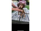 Adopt Daisy a Tricolor (Tan/Brown & Black & White) Beagle / Mixed dog in Aurora
