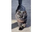 Adopt Sweetie a All Black Domestic Mediumhair / Mixed (medium coat) cat in