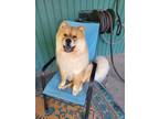 Adopt Teddy! a Red/Golden/Orange/Chestnut Chow Chow / Mixed dog in Sacramento