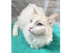 Adopt DaVinci a Cream or Ivory (Mostly) Ragdoll / Mixed (long coat) cat in