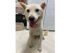 Adopt Hori a White Shiba Inu / Jindo / Mixed dog in Port Coquitlam