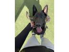 Adopt Echo a Black - with Tan, Yellow or Fawn Belgian Malinois / Mixed dog in