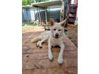 Adopt Haeng-Bok a White Shiba Inu / Jindo / Mixed dog in Port Coquitlam