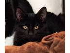 Adopt Oryx a Domestic Shorthair / Mixed cat in Troy, VA (39119263)