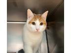 Adopt Yola a Domestic Shorthair / Mixed cat in Troy, VA (39119262)