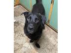 Adopt Fredo (ka) a Black German Shepherd Dog / Border Collie / Mixed dog in