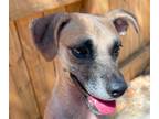 Adopt Wendy a Brown/Chocolate - with Tan Beagle / Whippet / Mixed dog in Hondo