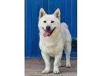 Adopt Happy a White Shiba Inu / Jindo / Mixed dog in Port Coquitlam