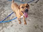 Adopt Dorothy a Brown/Chocolate - with White Rhodesian Ridgeback / Labrador