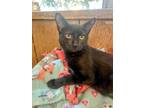 Adopt Kitten 24429 (Bonnie) a All Black Domestic Shorthair (short coat) cat in