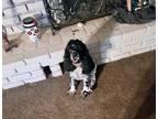 Adopt Kali a Black - with White Cocker Spaniel / Mixed dog in San Dimas